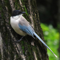 Azure-winged Magpie